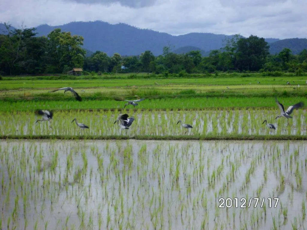 ขายที่ดินเมืองน่าน 7 ไร่ มีโฉนด พร้อมบ้าน 3 หลัง เหมาะทำรีสอร์ท