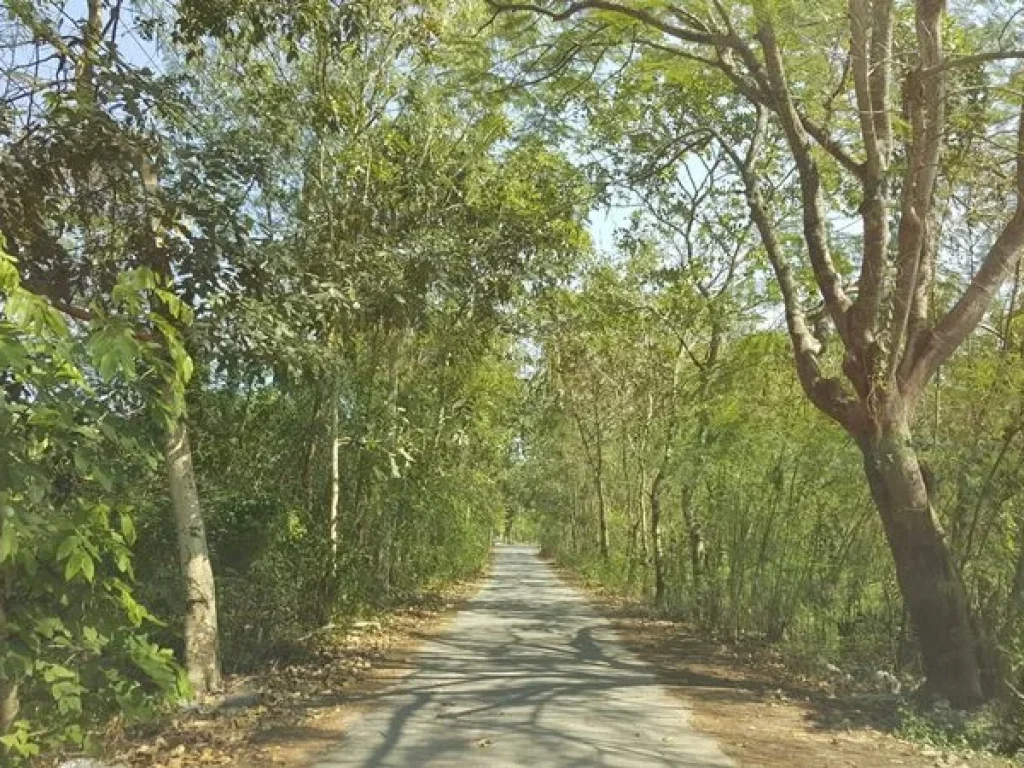 ขาย ที่ดินเปล่า 130 ตร ว คลองสิบ อ หนองเสือ ปทุมธานี