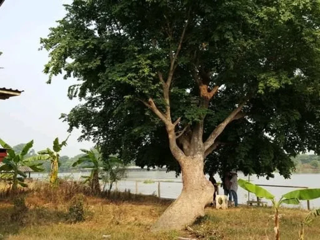 ขาย ที่ดินริมแม่น้ำ เจ้าพระยา เขตบางประอิน รูปแปลงสวย พื้นดินถมแล้ว ในบริเวณที่ดิน มีบ้านไม้ปรับปรุงแล้วพร้อมอยู่อาศัย มีรั้วรอบขอบชิด สร้างเขื่อนแล