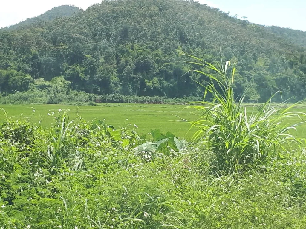 ที่ดินเปล่า พร้อมเกษตาสวนผสม