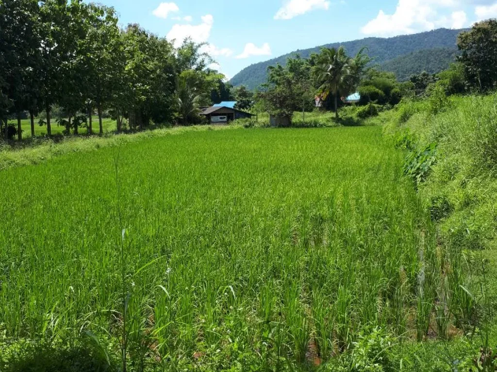 ที่ดินเปล่า พร้อมเกษตาสวนผสม