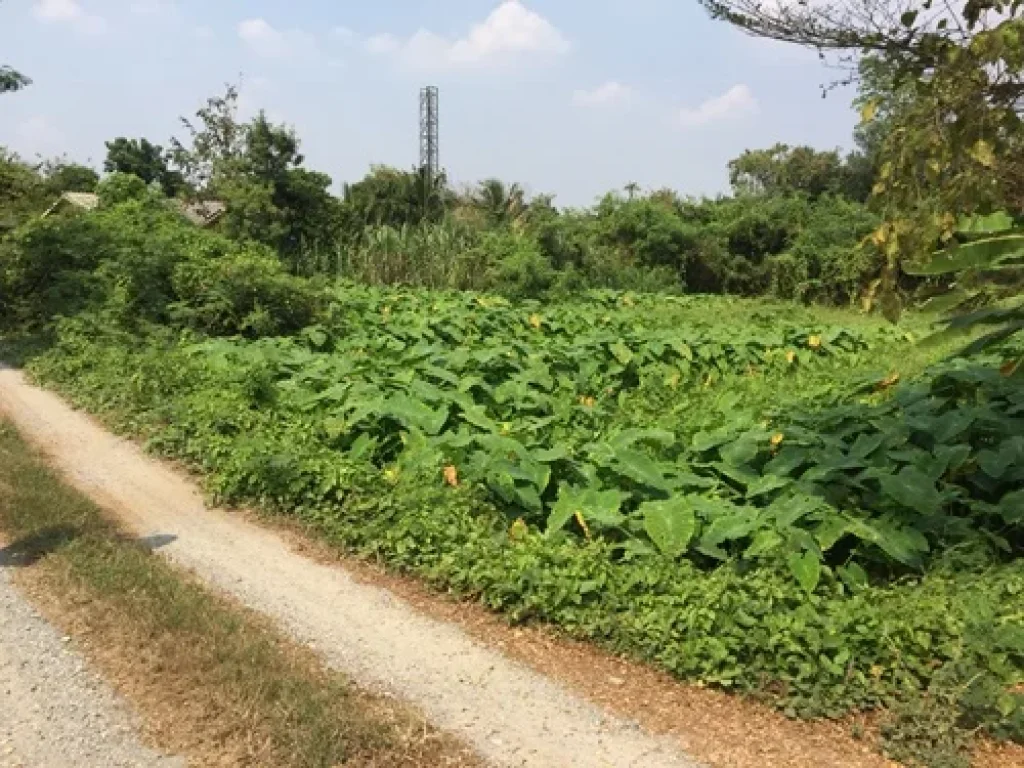 ขายที่ดินเปล่า 808 ตรว หมู่บ้านบางกรวย-ไทรน้อย30 ซนายพล จนนทบุรี