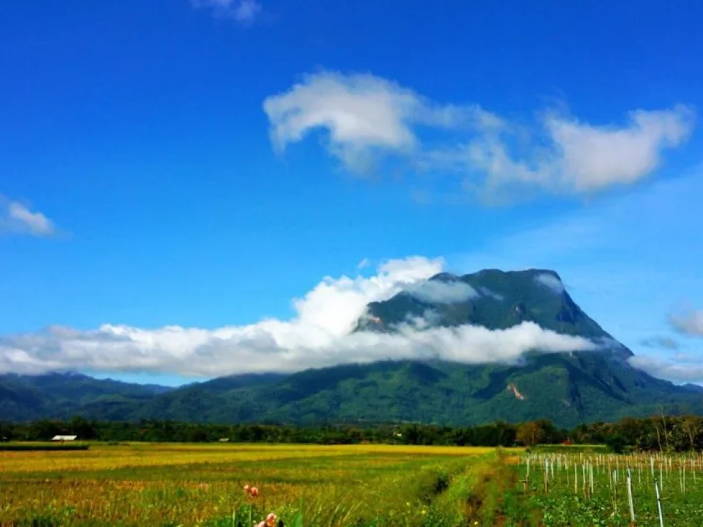 สวยมาก ขายที่ดินอเชียงดาว จังหวัดเชียงใหม่วิวดอยหลวงเชียงดาว เหมาะสำหรับทำรีสอร์ท ปลูกบ้าน ทำสวน