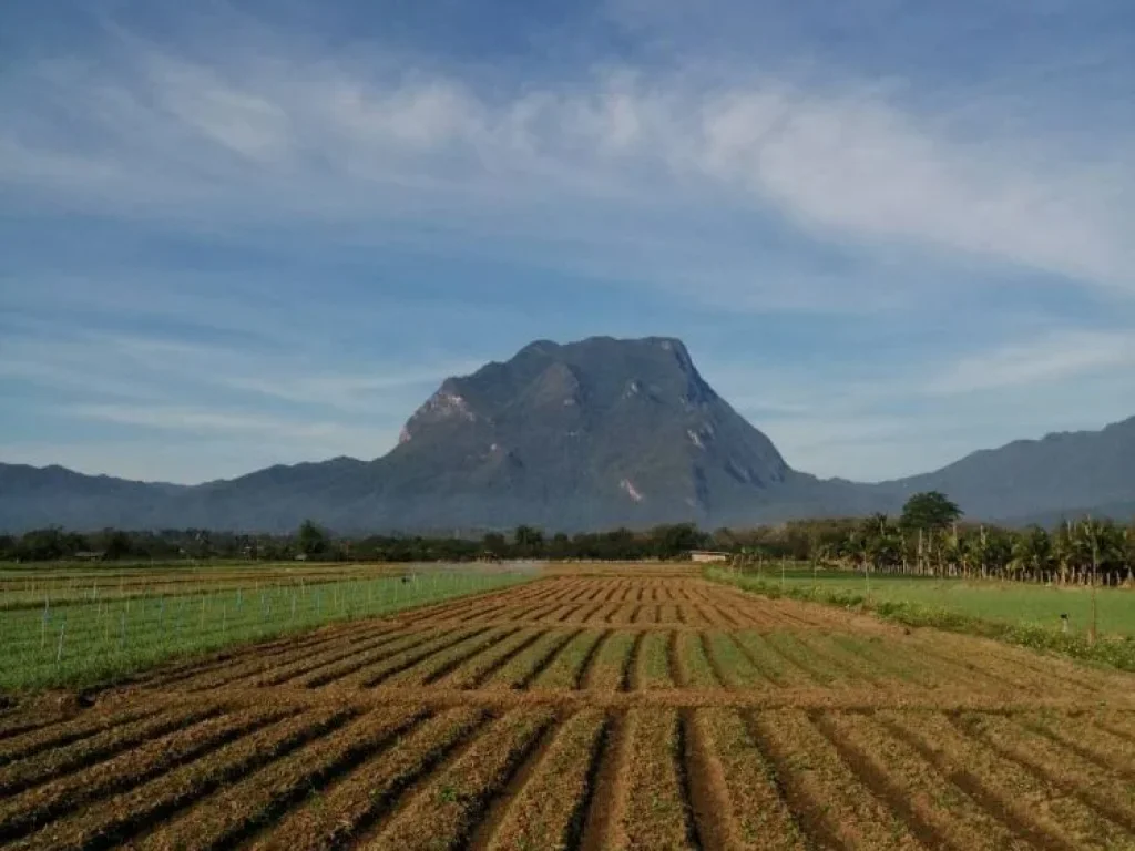 สวยมาก ขายที่ดินอเชียงดาว จังหวัดเชียงใหม่วิวดอยหลวงเชียงดาว เหมาะสำหรับทำรีสอร์ท ปลูกบ้าน ทำสวน