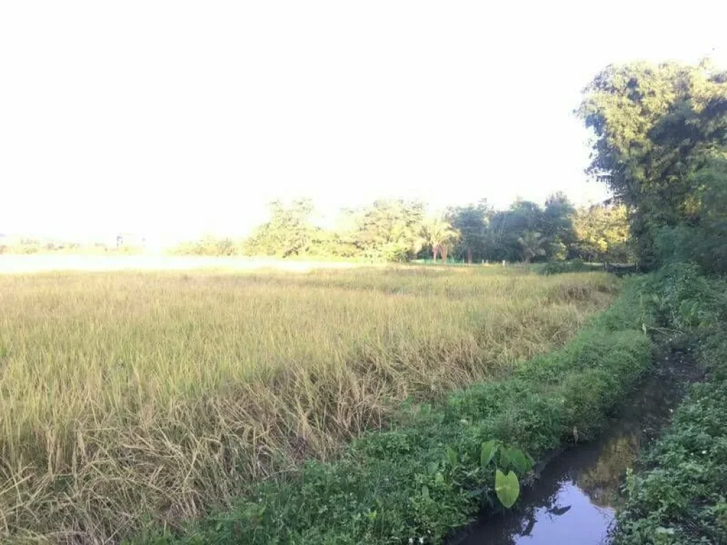 ขายที่ดินหนองควาย ไกล้กุลพันธ์วิวล์ 8