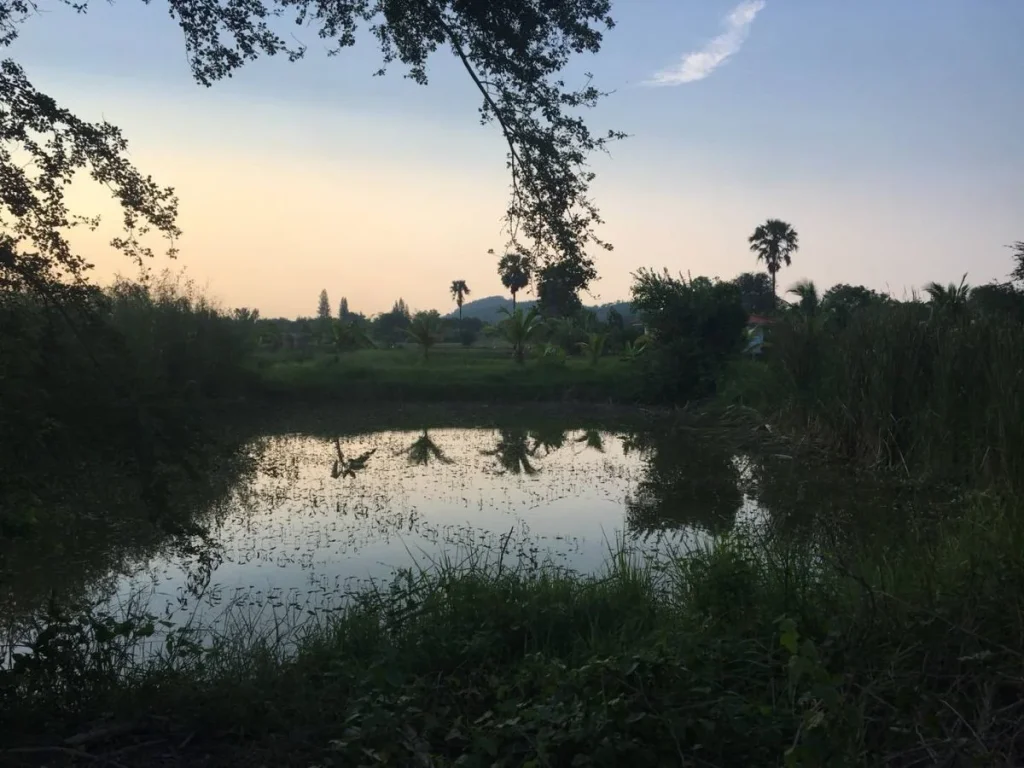 ขายที่ในสวนสวยมากมีน้ำไฟพร้อม อยู่ตำบลอ่างหิน อำเภอปากท่อ จังหวัดราชบุรี