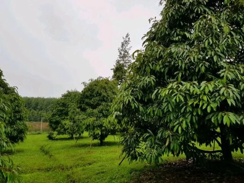 ขายสวนทุเรียนติดถนนหลัก สี่แยกเขาชะเมา วิวสวย ภูเขาซ้อนกันหลายลูก เหมาะทำรีสอร์ท โฉนด 24 ไร่