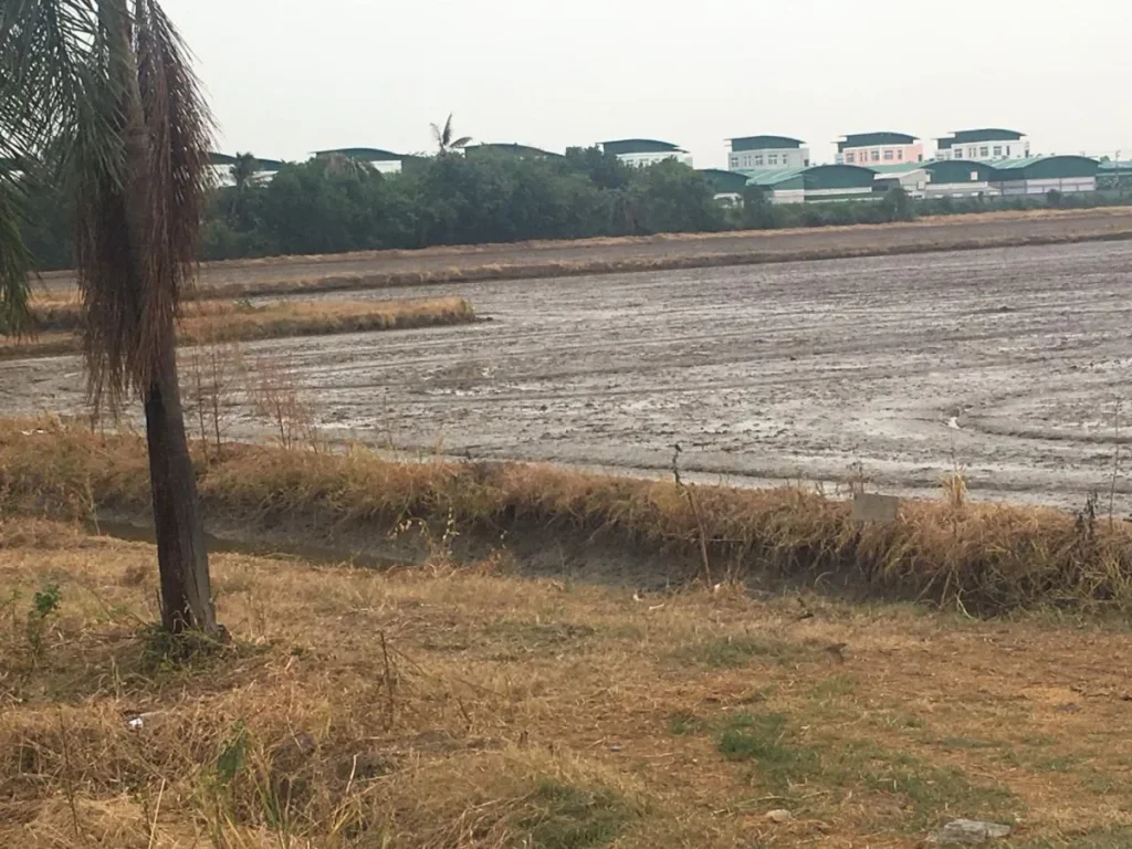 ขายที่ดินเปล่า 80 ไร่ติดถนนมอเตอร์เวย์ด่านธัญบุรี