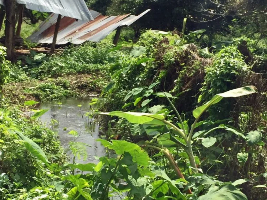 ขายที่ดินติดลำธาร สำหรับสร้างบ้านพักตากอากาศ วิวภูเขา