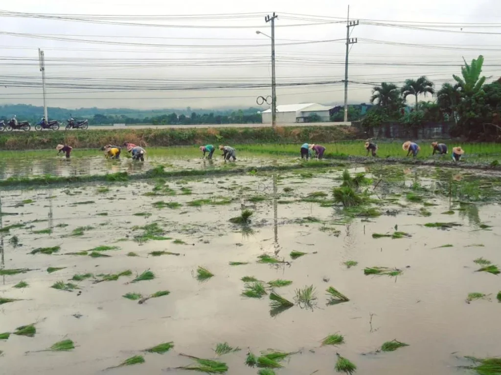 ขายที่นา วิวสวย