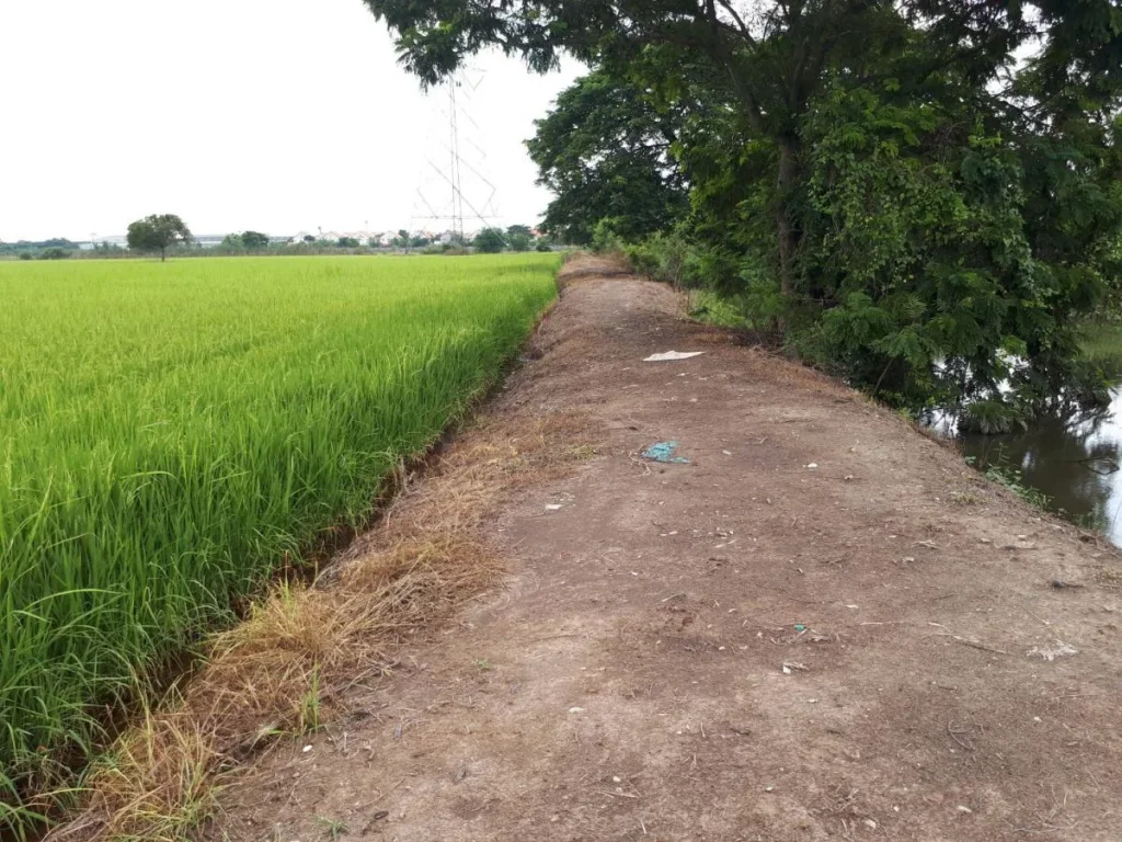 ด่วน ขายที่ดินปทุมธานี-บางคูวัด ที่ดินติดถนนหลัก ปทุมธานี