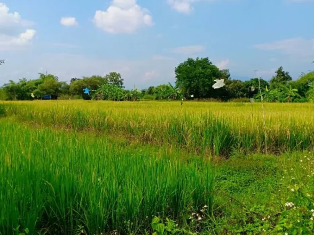 ขายที่ดินเห็นวิวดอย บรรยากาศทุ่งนา น้ำแพร่ ราคาถูก