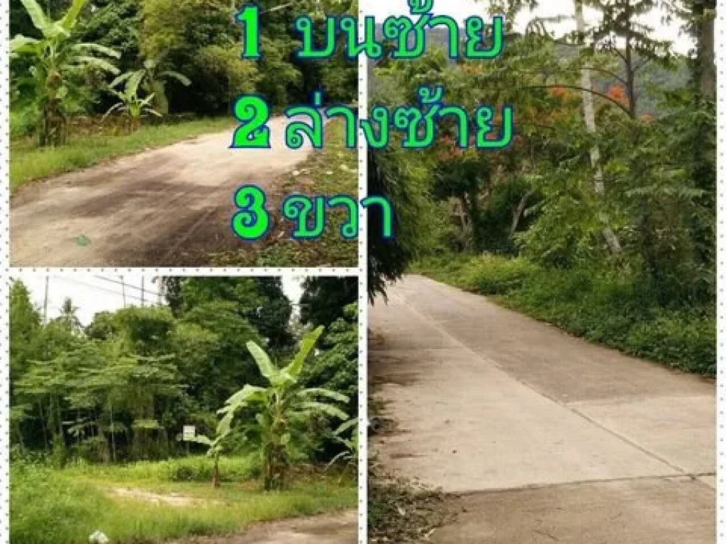 ขายที่ดิน 5-1-58 ไร่ เกาะสมุย ซอยอ่างทอง 6 สุราษฎร์ธานี