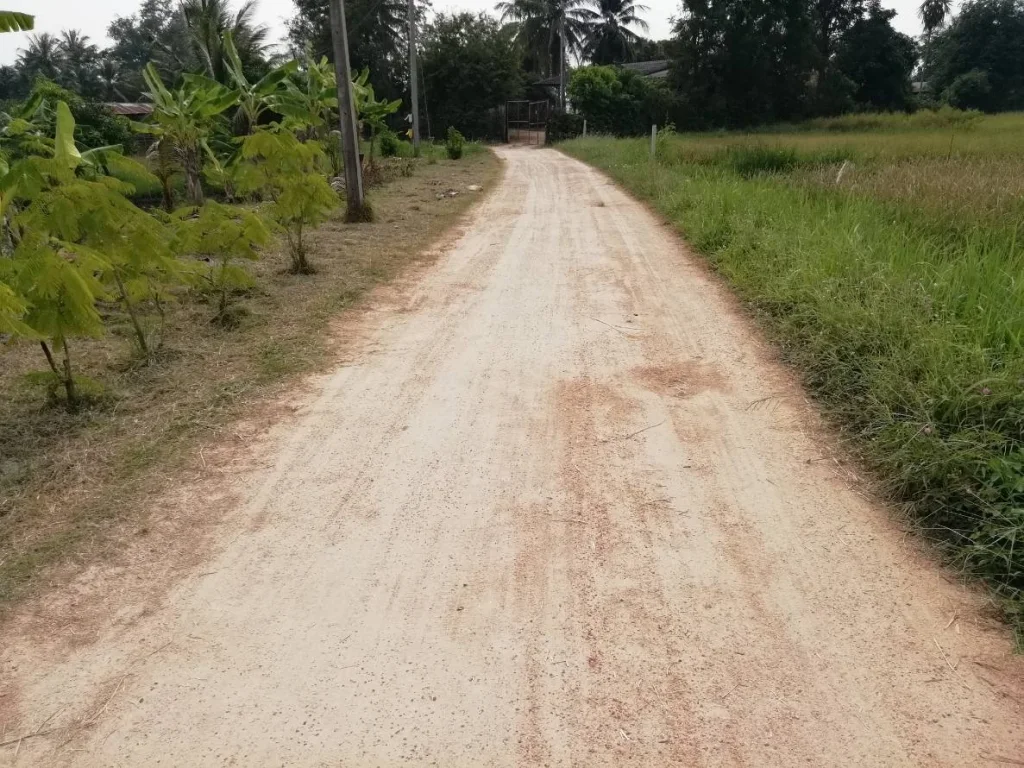 ขายที่ 3 ไร่ ที่บ้านหนองเผาถ่าน ตดอนขุนห้วย อชะอำ จเพชรบุรี