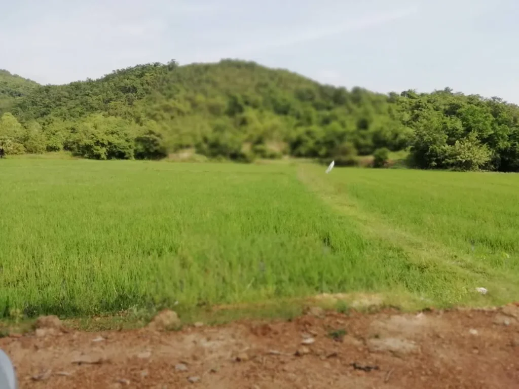 ขายที่โฉนดติดเชิงเขาสุดสวยสำหรับท่านที่รักธรรมชาติเป็นชีวิตจิตใจ