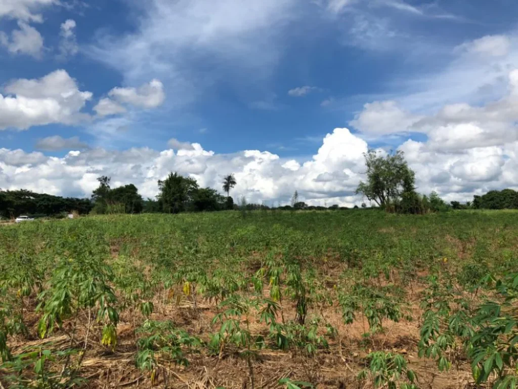 ประกาศขายที่ดินสวย 11 ไร่ อเทพสถิต จชัยภูมิ เหมาะสำหรับทำบ้านพักอาศัย บ้านพักตากอากาศ ทำรีสอร์ท ทำการเกษตร