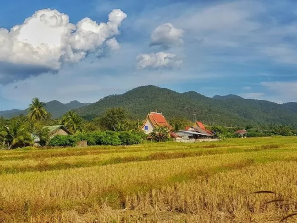 ที่สวนราคาถูกติดถนนคอนกรีต