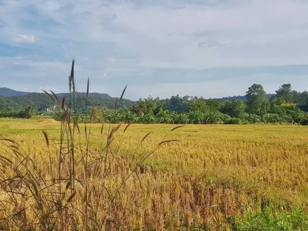 ที่สวนราคาถูกติดถนนคอนกรีต