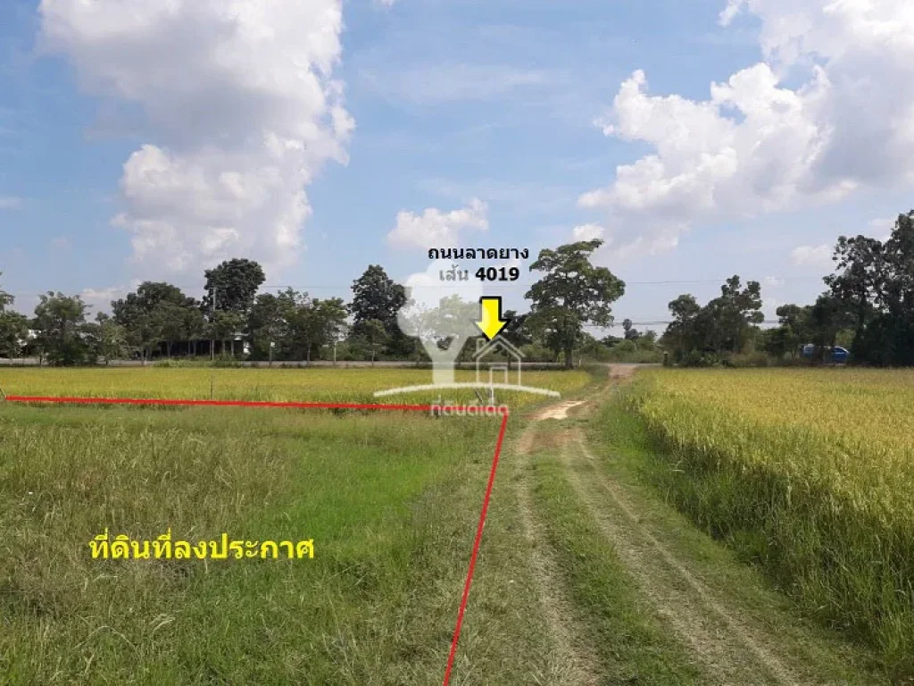 ขายที่ดินทำเลดี 5 ไร่ ท่ายาง ใกล้ถนนลาดยางเส้นหลัก