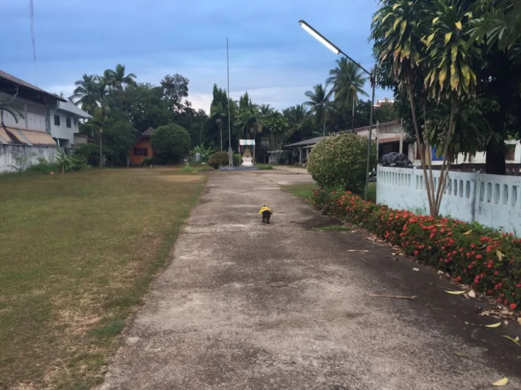 ขายที่ดินติดถนนกลางเมืองหนองคาย พื้นที่ดิน 3 งาน 757 ตรว รูปสี่เหลี่ยมผืนผ้า