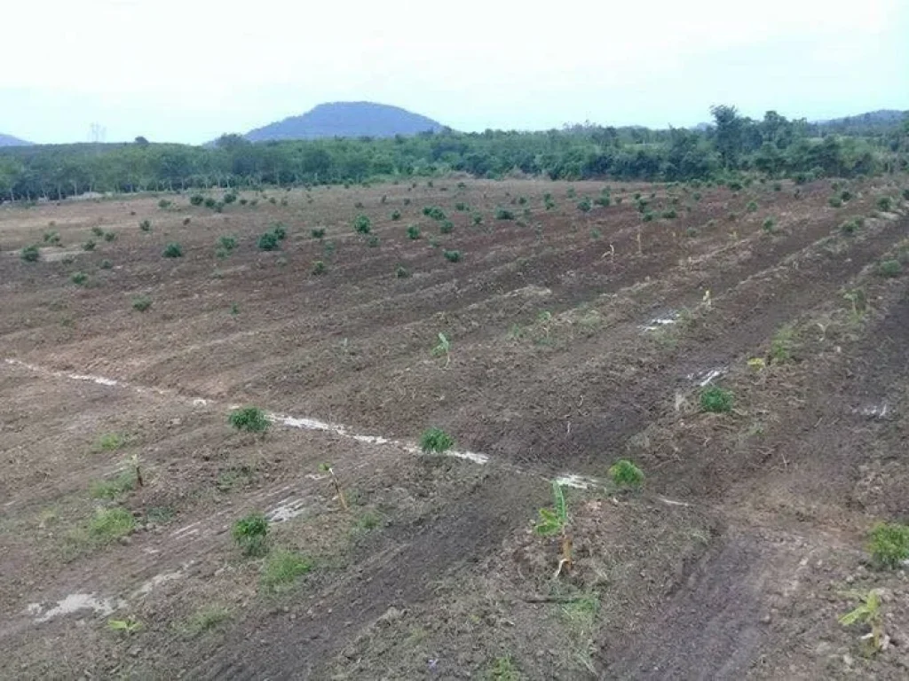 ขายที่ดินสวนลำใย ทรายขาว สอยดาว จันทบุรี