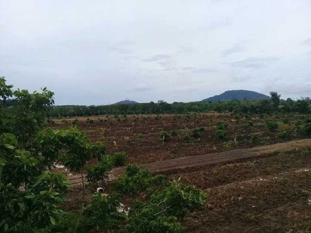 ขายที่ดินสวนลำใย ทรายขาว สอยดาว จันทบุรี