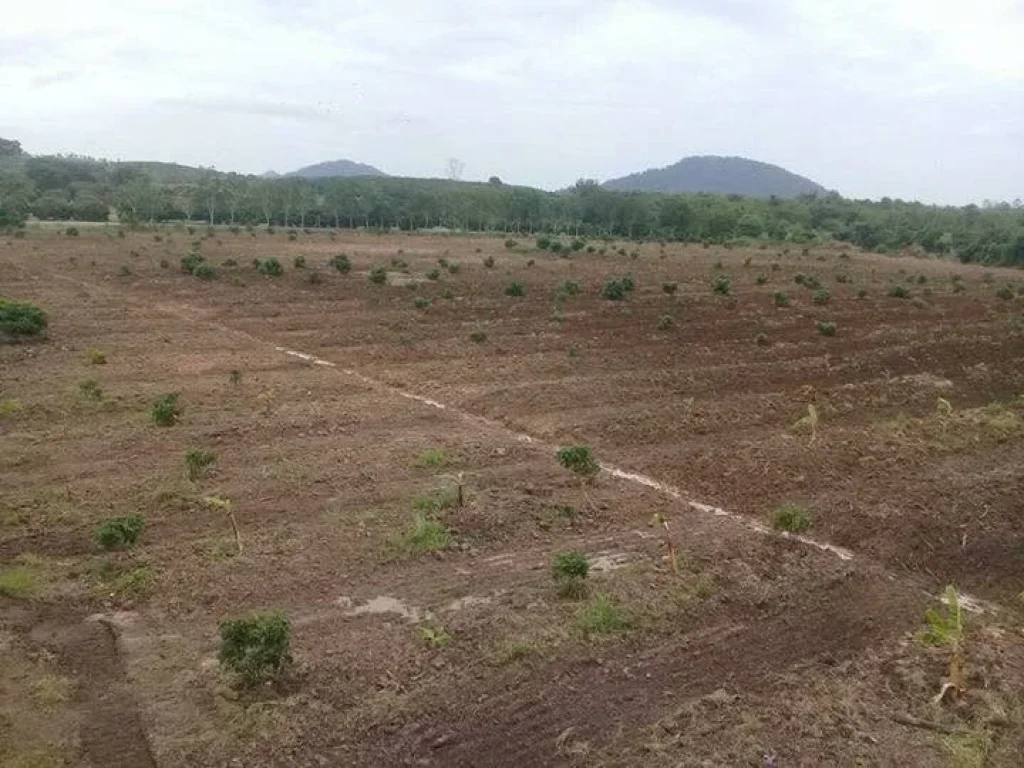 ขายที่ดินสวนลำใย ทรายขาว สอยดาว จันทบุรี