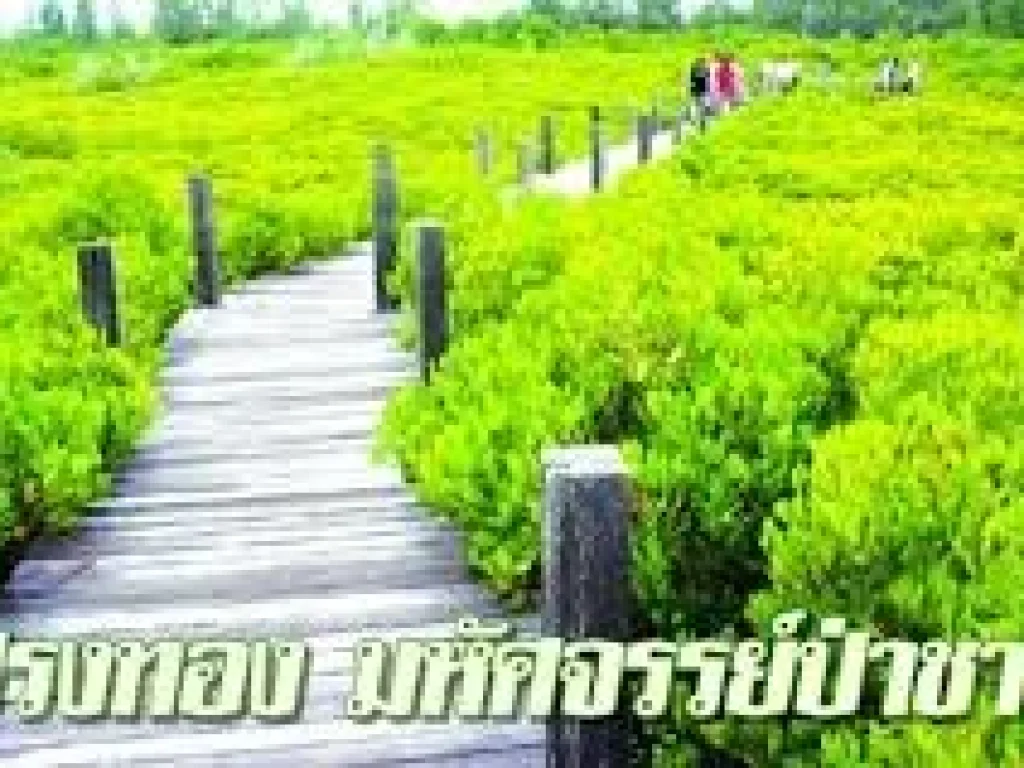 ขายบ้านติดแม่นำ้ประแสร์ 11 ไร่ เหมาะทำโฮมสเตย์ หรือบ้านพักตากอากาศ