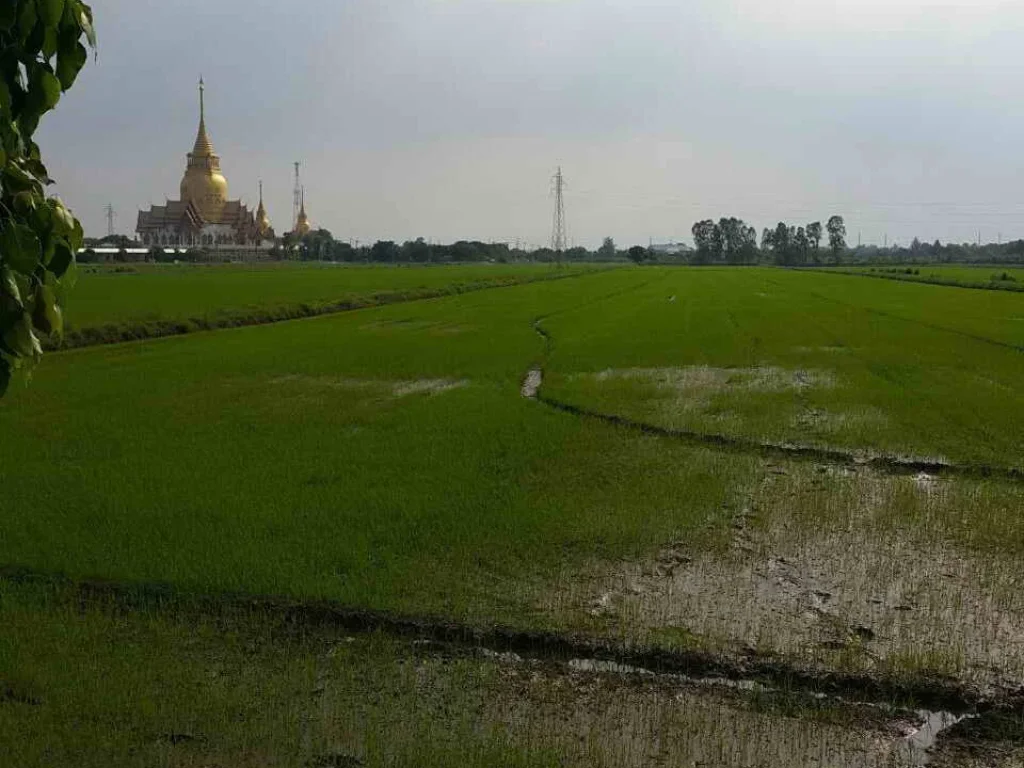 ขายที่ดิน 20 ไร่ ถนนฉะเชิงเทรา-บางน้ำเปรี้ยว