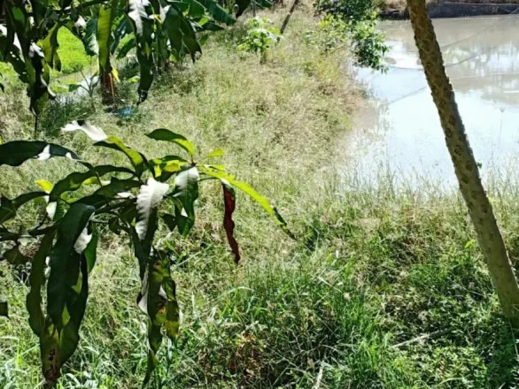 ขายที่ดิน 2 ไร่ ตสามบัณฑิต ออุทัย จพระนครศรีอยุธยา