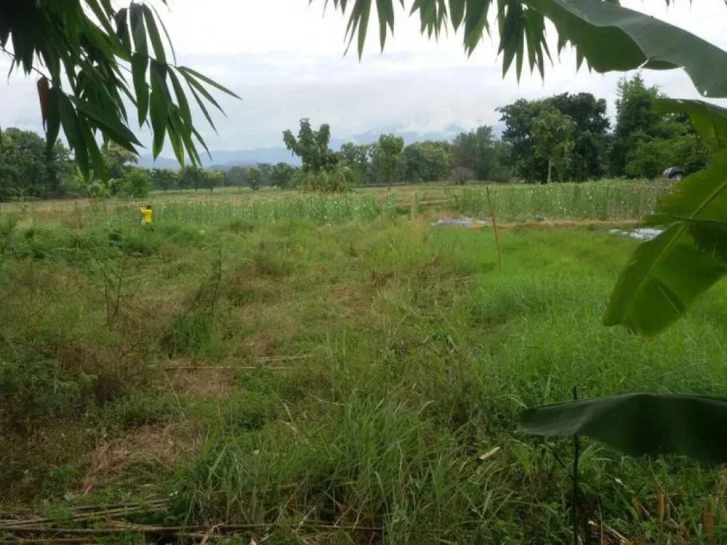 ที่นา วิวสวย ไร่หลักแสน สันป่าตอง เชียงใหม่