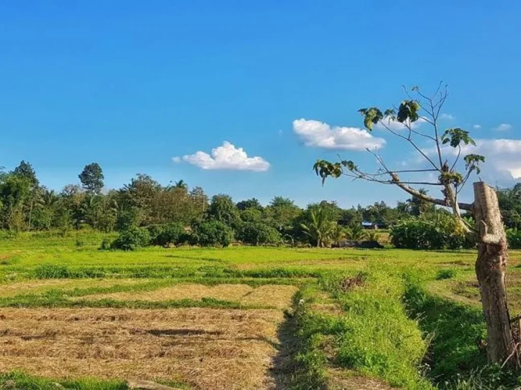 ขายที่ดินติดถนนลาดยาง ติดลำเหมือง วิวเขาสวย แม่แตง เชียงใหม่