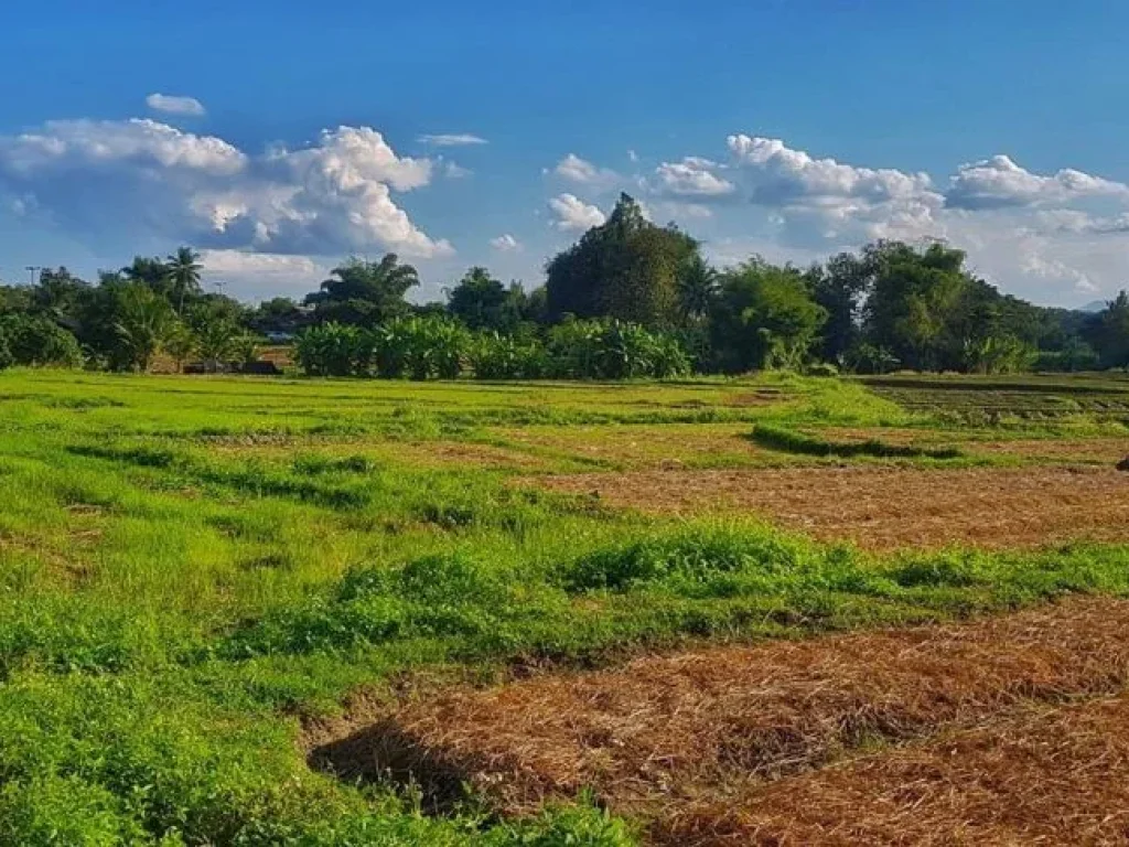 ขายที่ดินติดถนนลาดยาง ติดลำเหมือง วิวเขาสวย แม่แตง เชียงใหม่