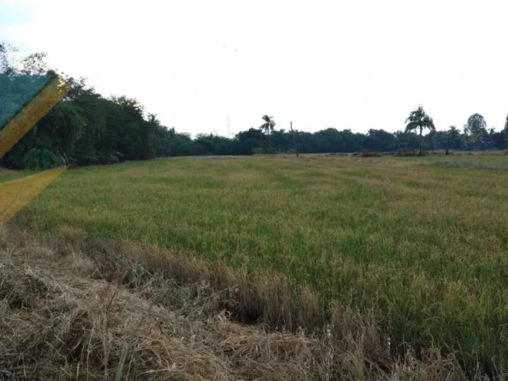 ขายที่ดินสวยติดถนน เส้นเสนา - พระนครศรีอยุธยา