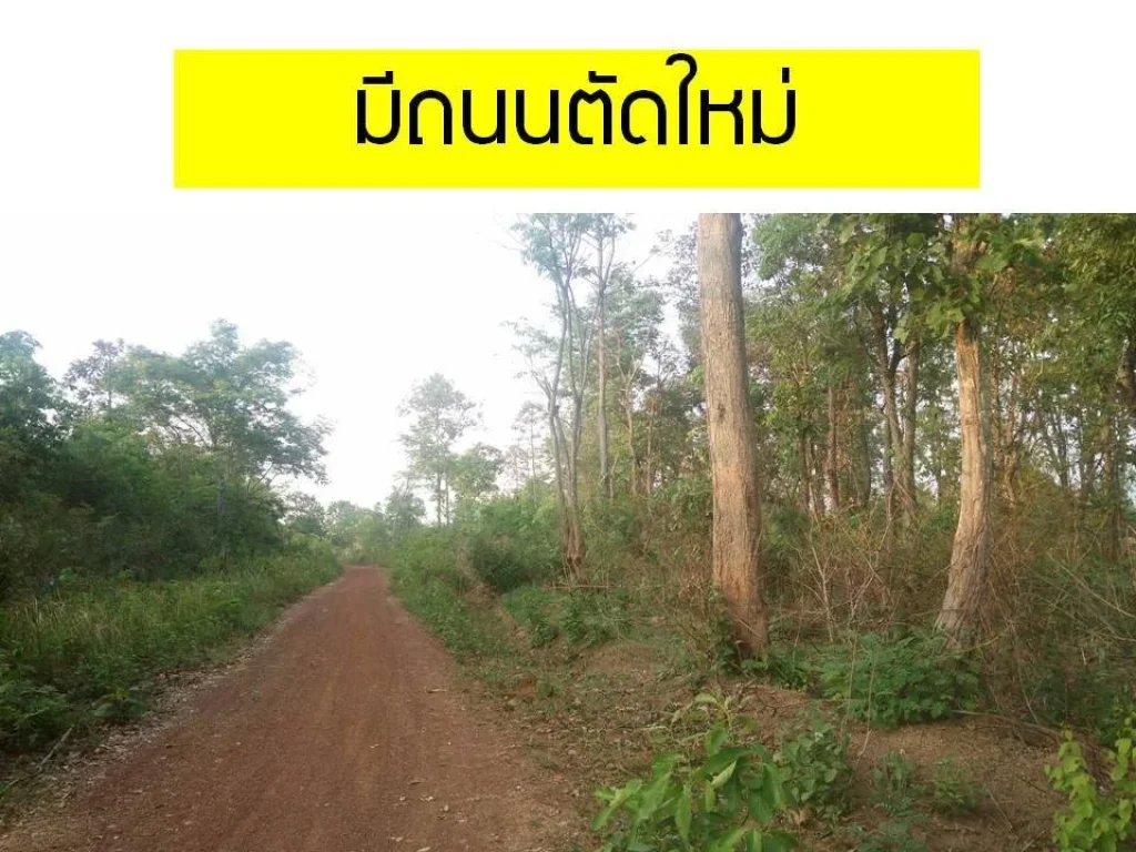 ขายด่วน ที่ดินทำเลเยี่ยม 21 ไร่ ใกล้ ม นครพนม ห่างถนนใหญ่เพียง 300 เมตร