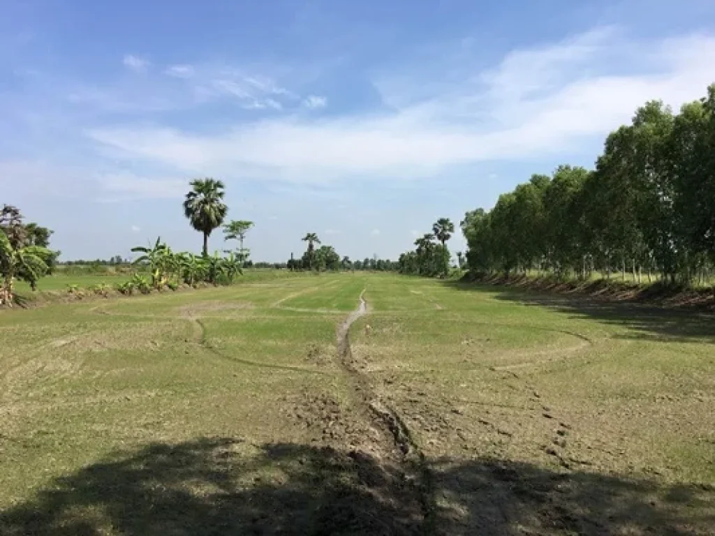 ที่ดิน 10 ไร่ ขายด่วน ราคาถูก ต สนามไชย อ บางไทร จ พระนครศรีอยุธยา 10 ไร่