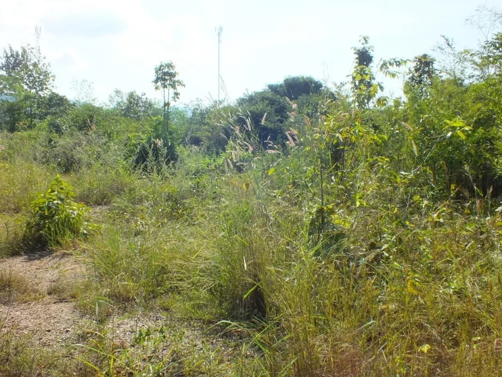 ขายที่ดินสำหรับสร้างบ้านโฉนด 388 ตรว อภูกระดึง จเลย