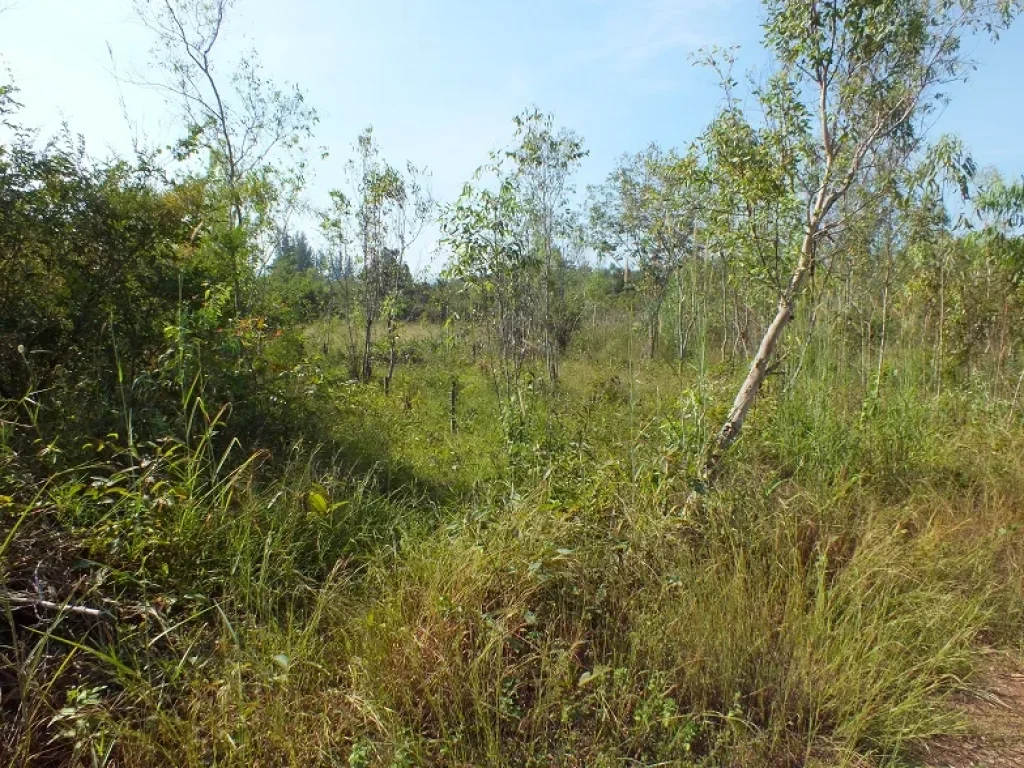 ขายที่ดินสำหรับสร้างบ้านโฉนด 388 ตรว อภูกระดึง จเลย