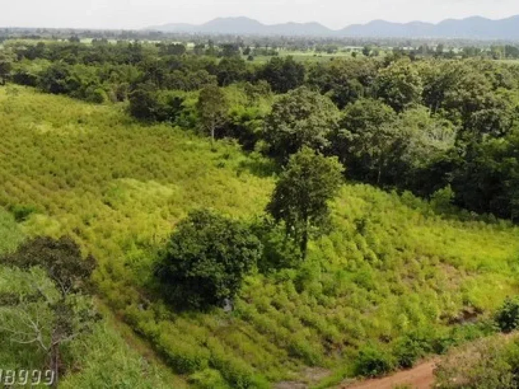 ที่ดินจสระแก้ว เหมาะแก่การลงทุนทำการเกษตร ปศุสัตว์ สนใจสอบถาม