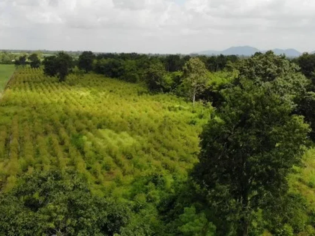 ที่ดินจสระแก้ว เหมาะแก่การลงทุนทำการเกษตร ปศุสัตว์ สนใจสอบถาม