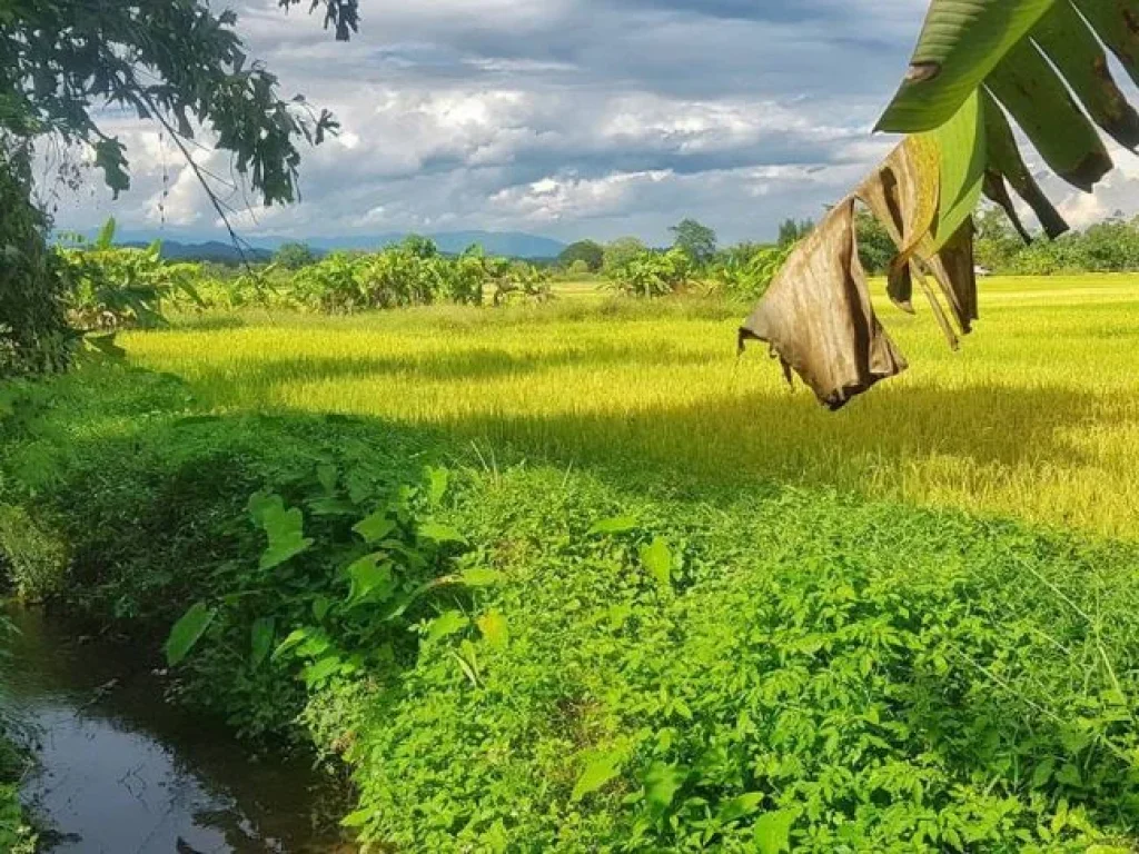 ขายที่ดินติดทางหลวงสาย 3009 แม่ริม-บ้านไร่ โฉนด ที่ตั้ง ตสันป่ายาง อแม่แตง จเชียงใหม่ เนื้อที่ 1 งาน 96 ตารางวา ต้องการขาย 1500000 บาท ราราต่อรอ