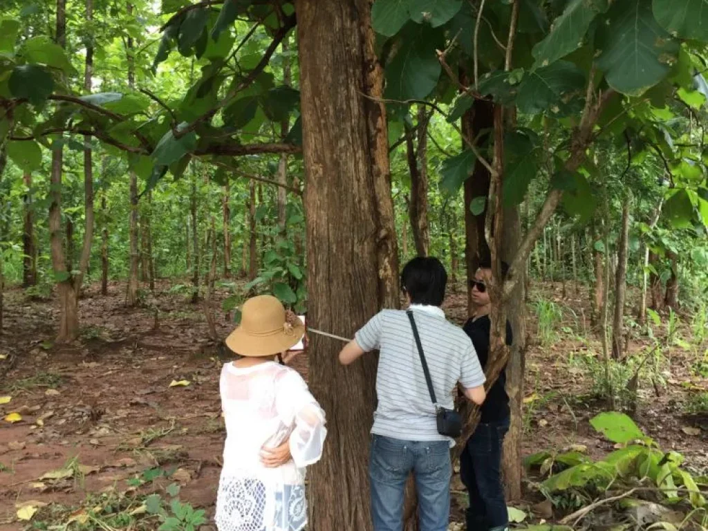 ขายที่ดินพร้อมต้นสัก จำนวน 10ไร่