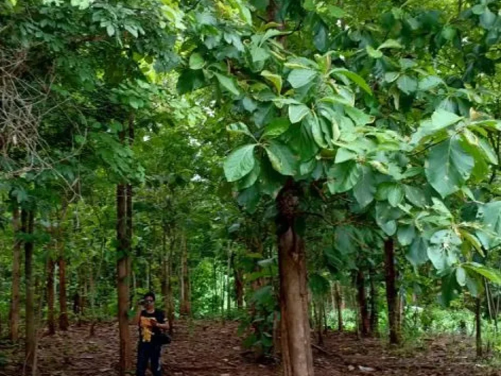 ขายที่ดินพร้อมต้นสัก จำนวน 10ไร่