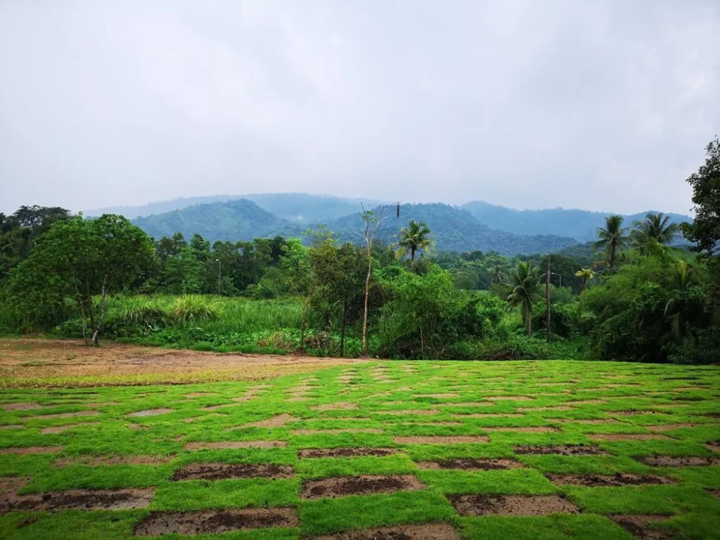 ขายที่ดินชลบุรี ติดลำห้วยธรรมชาติ ใกล้น้ำตกชันตาเถร -- Land for sell in Bangpra Sriracha with natural stream