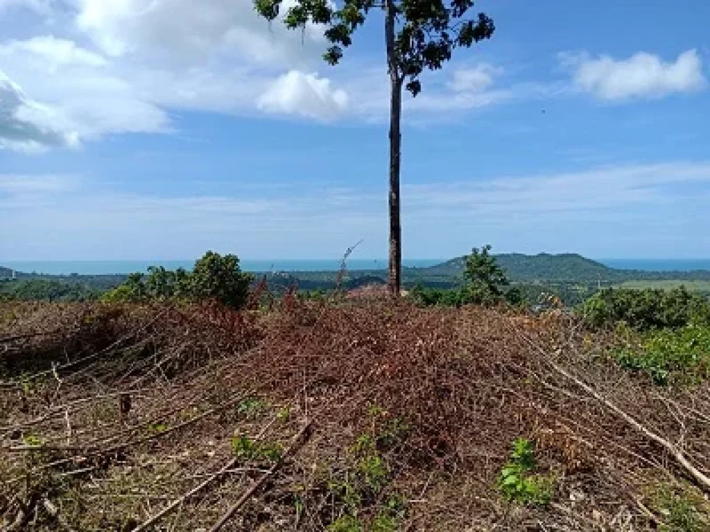 ขายที่ดินเกาะสมุย บนเขาหัวโล้น จังหวัดสุราษฎธานี