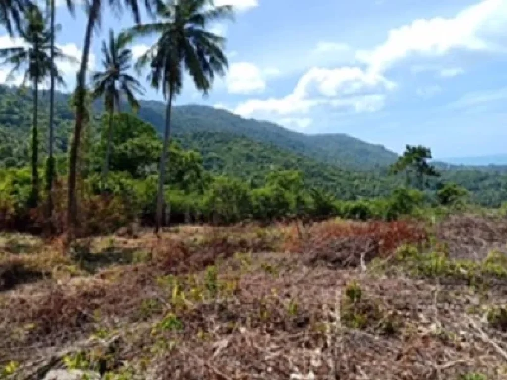 ขายที่ดินเกาะสมุย บนเขาหัวโล้น จังหวัดสุราษฎธานี