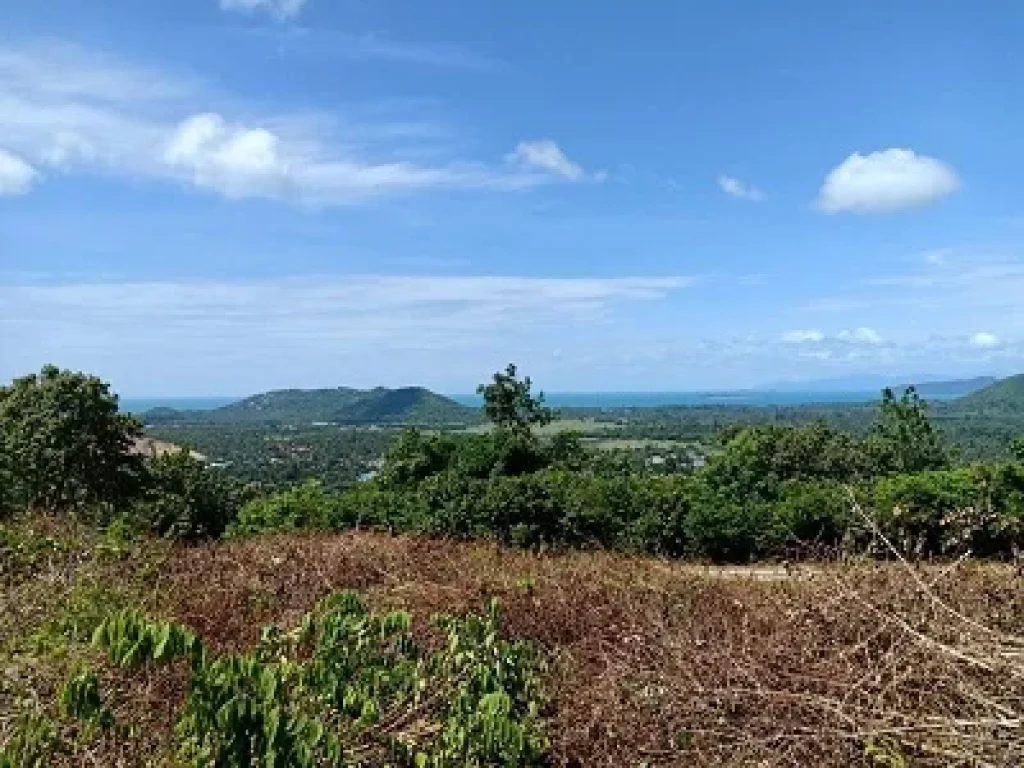 ขายที่ดินเกาะสมุย บนเขาหัวโล้น จังหวัดสุราษฎธานี