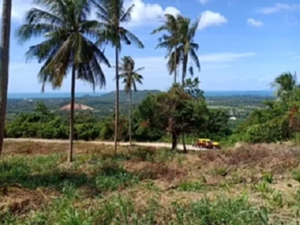 ขายที่ดินเกาะสมุย บนเขาหัวโล้น จังหวัดสุราษฎธานี