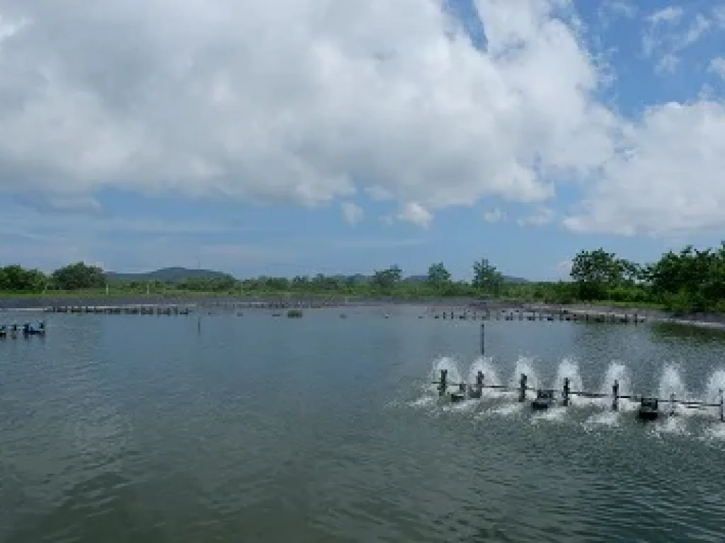 ขายที่ดินนากุ้ง 11 ไร่ อำเภอปราณบุรี จังหวัดประจวบคีรีขันธ์