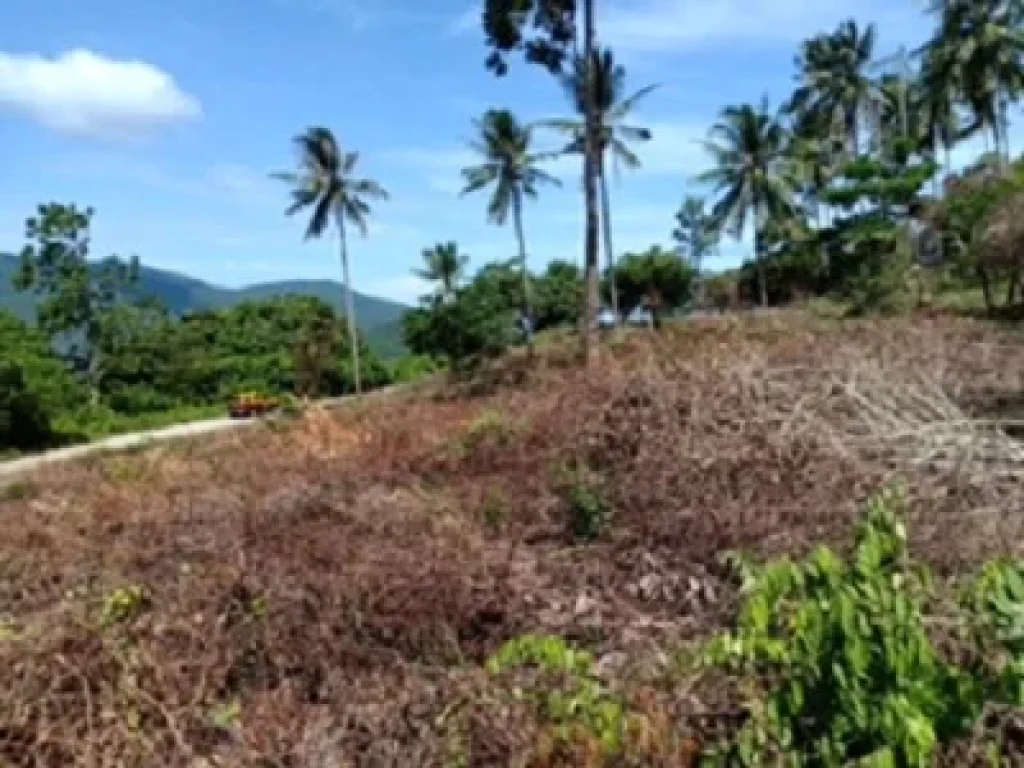 ขายที่ดินบนเขาหัวโล้น เกาะสมุย จังหวัดสุราษฎธานี